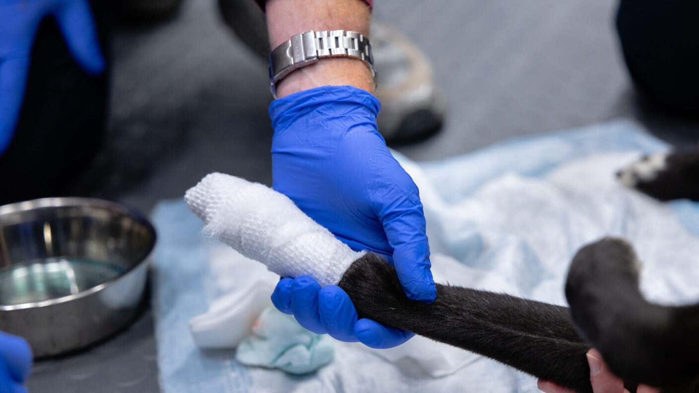 a vet holding a bandaged paw