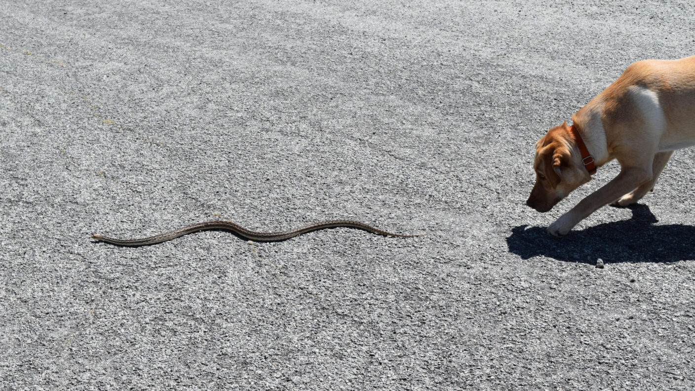 A yellow Labrador retriever chases a gopher snake.
