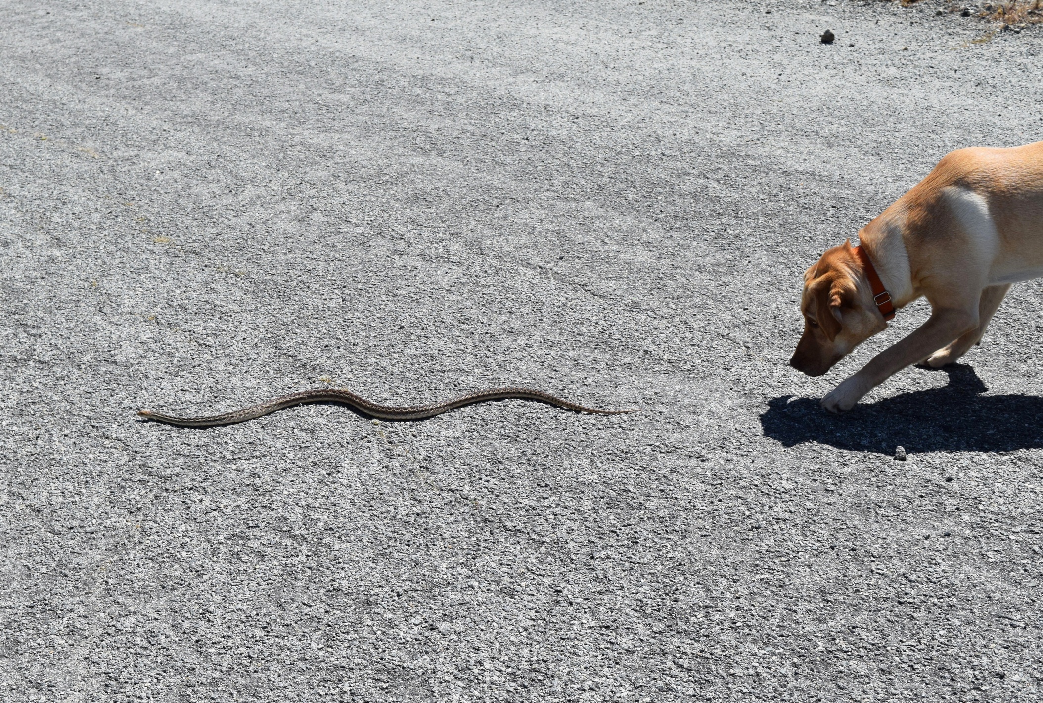 A yellow Labrador retriever chases a gopher snake.