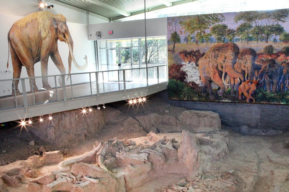 inside the mammoth monument where a large painting of the nursery herd hangs beside the in-situ fossils