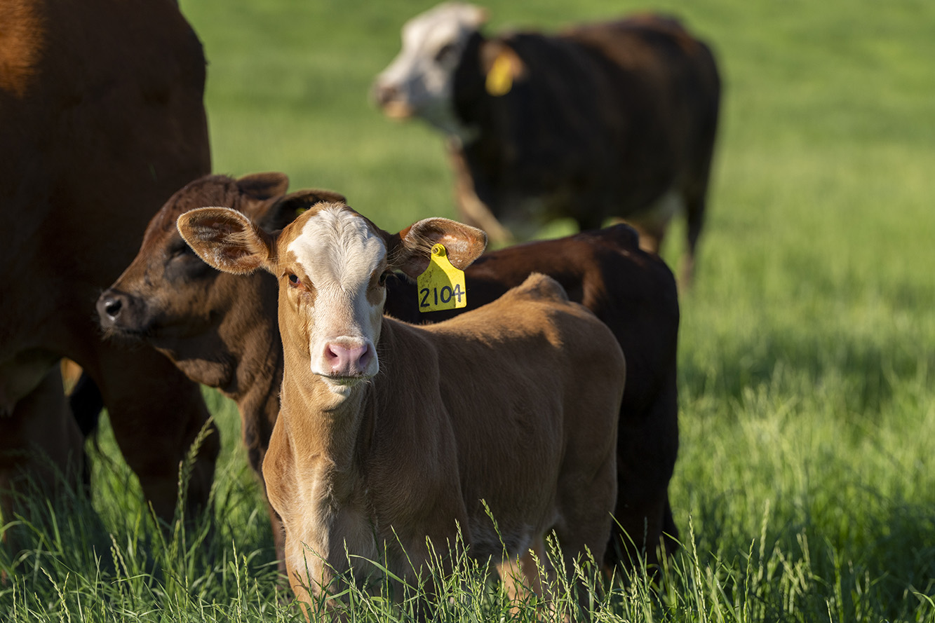 A photo of cattle in a pasture.