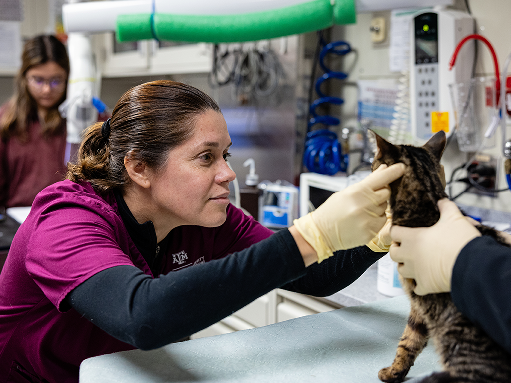 a vet examining a cat at the A&M vet school