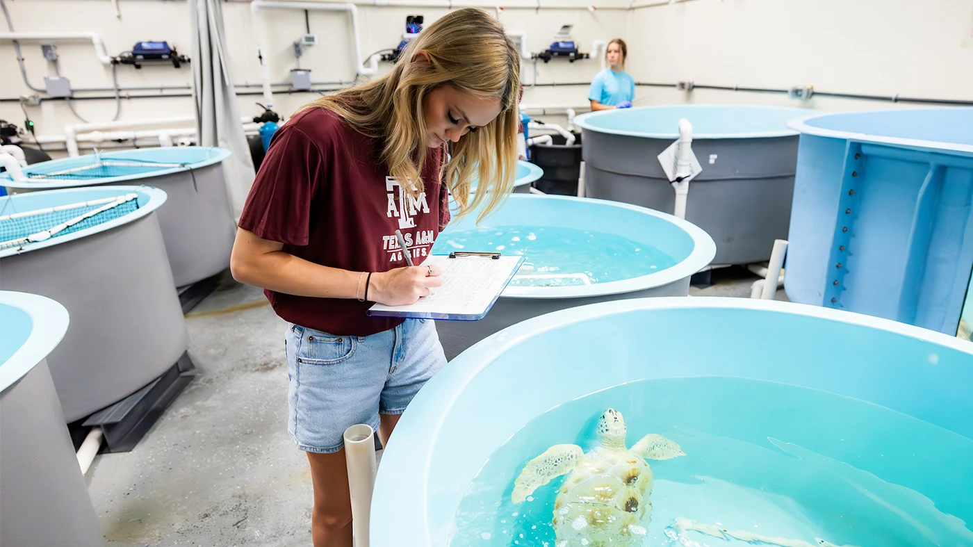 An Aggie writes on a clipboard while examining a turtle in a tank