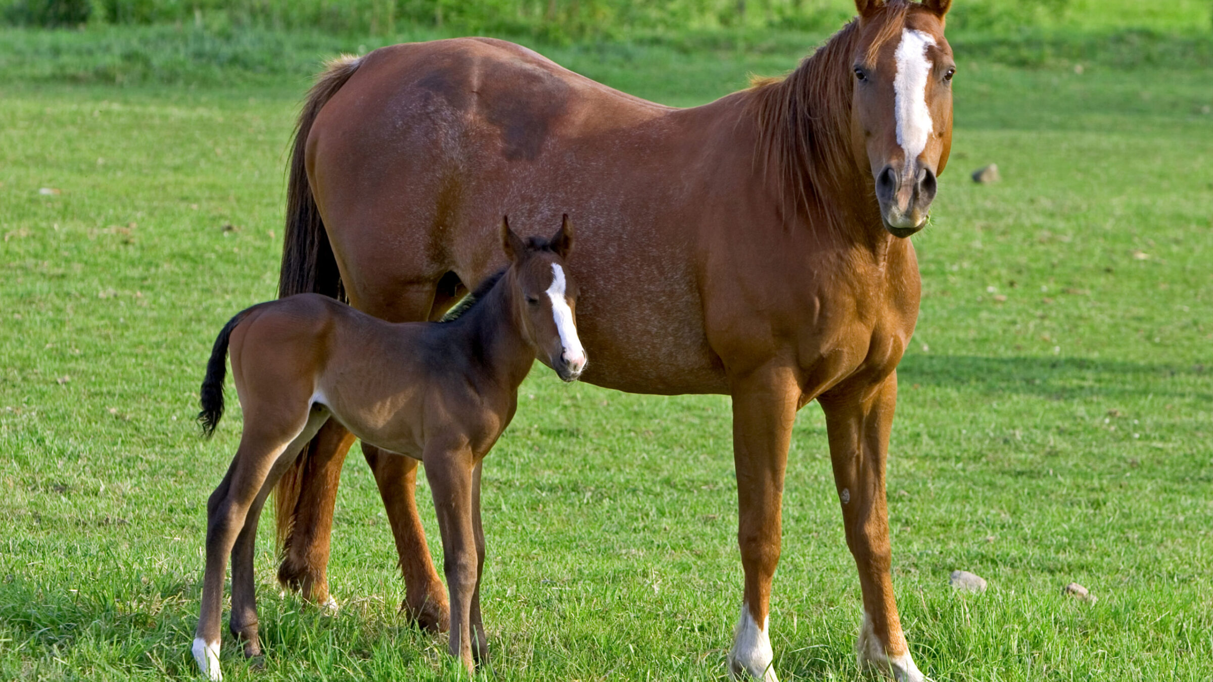 Texas A&M-led research collaboration aims to uncover the secrets of equine miscarriage