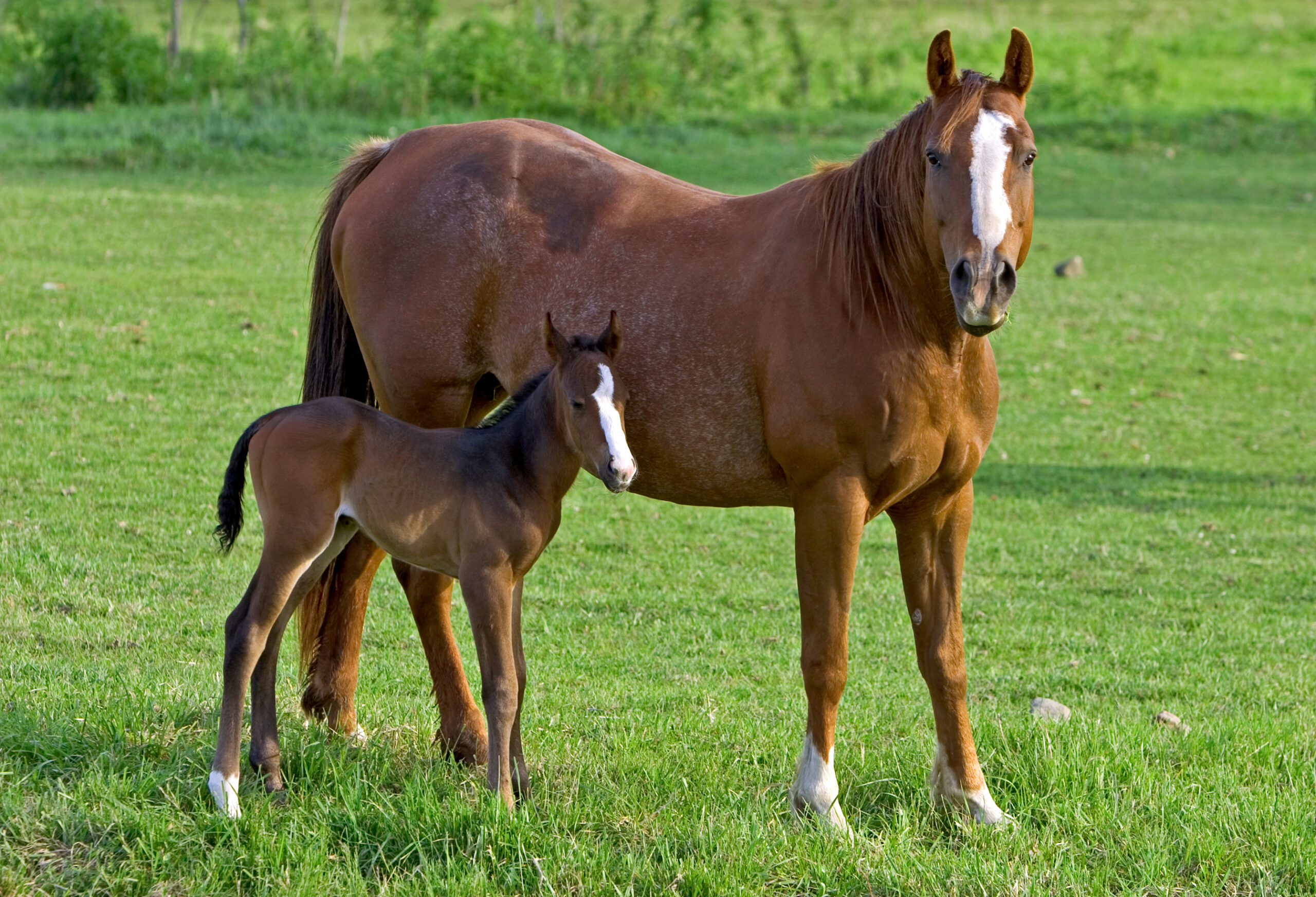A photo of a horse and a two-day old foal in a pasture.