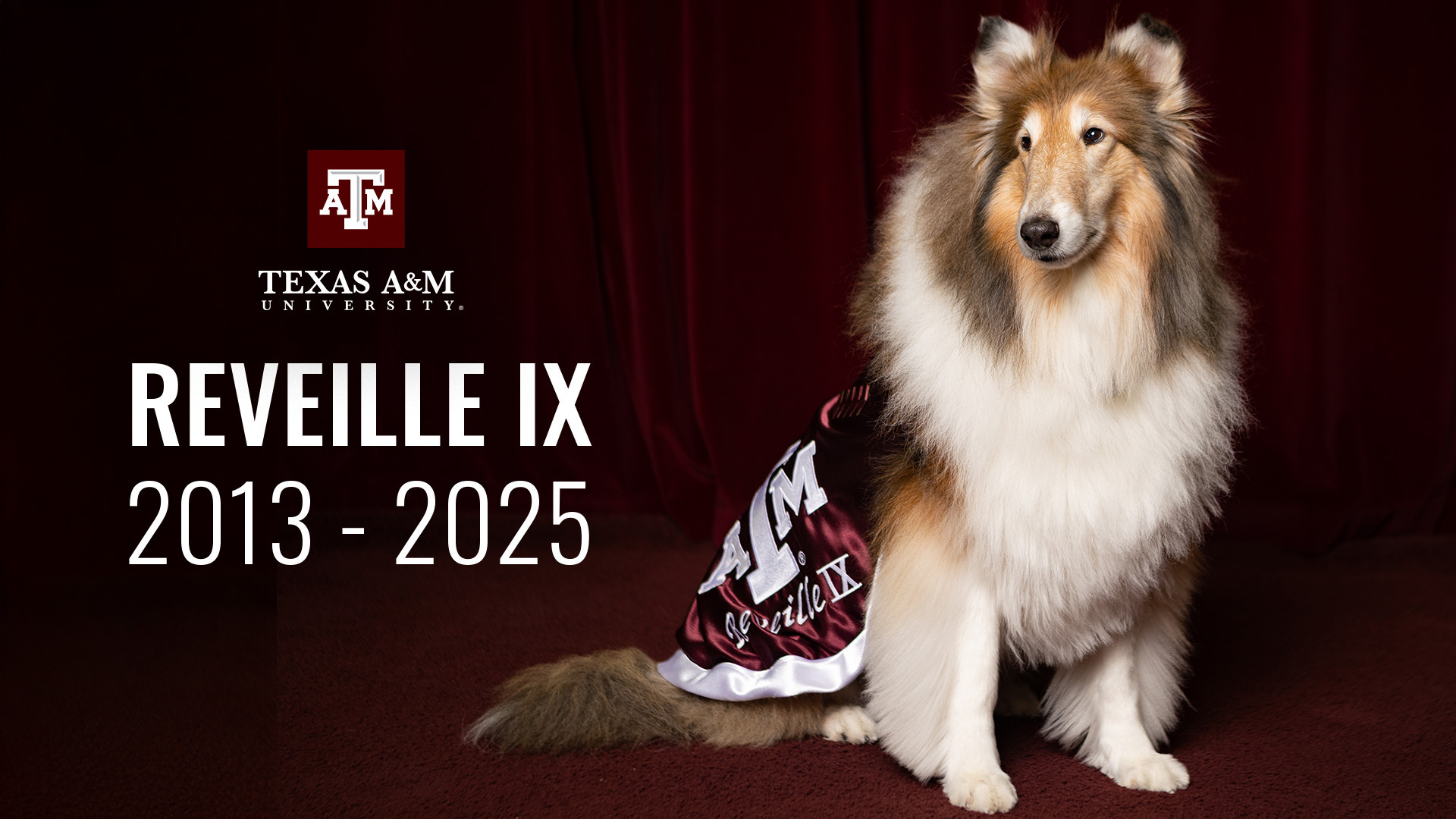 An image of Reveille IX, a rough collie that served as the mascot for Texas A&M University.