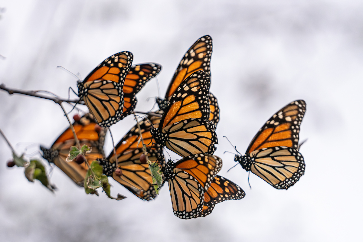 Several monarch butterflies resting on a branch of a tree.