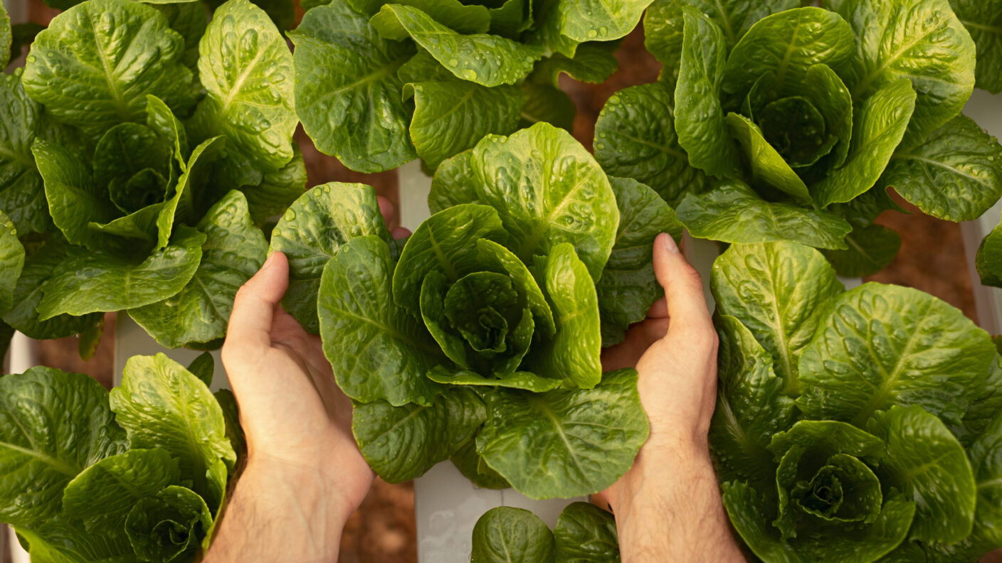 Top view of a person's hands and arms touching green leaves of lettuce growing on a hydroponic table in a greenhouse