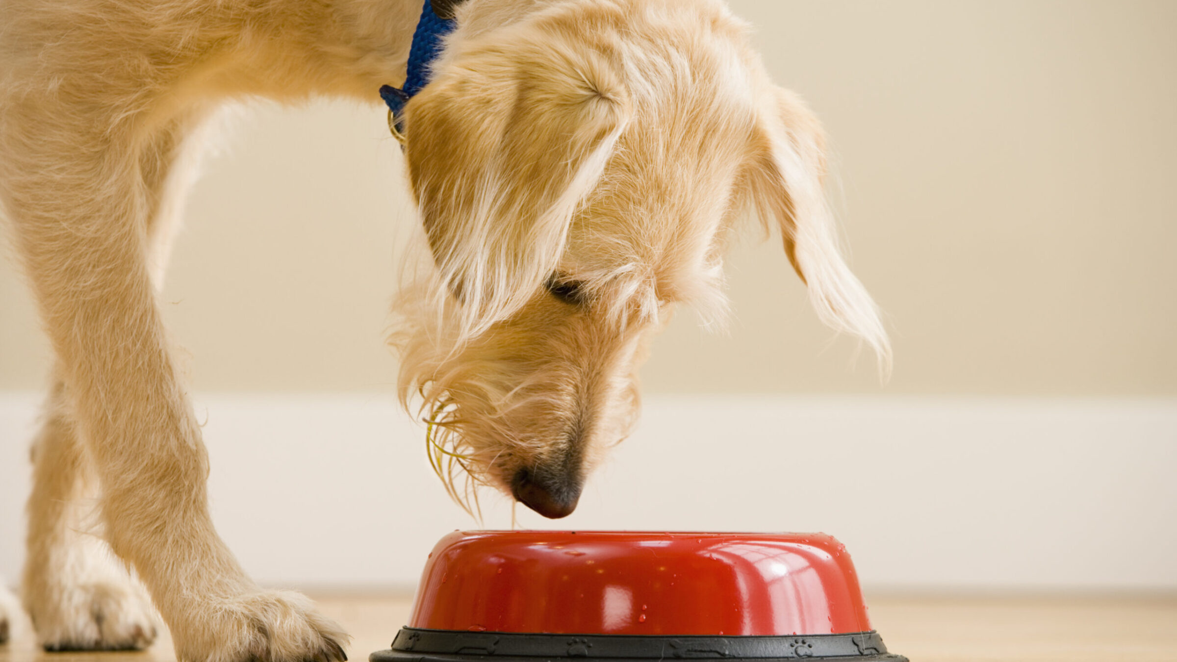 Most homemade dog diets lack nutrients, Texas A&M study finds