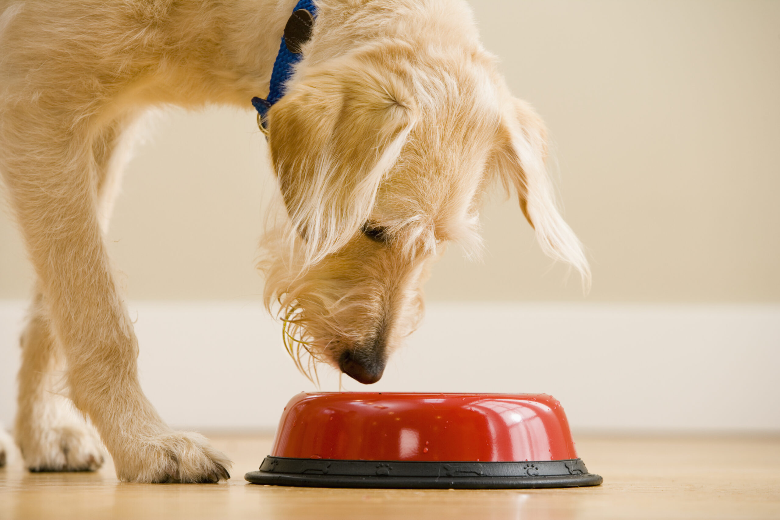 A photo of a dog looking into a red food bowl.