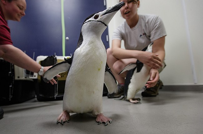 Penguin