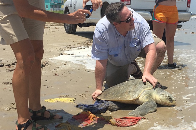 Turtle on a beach