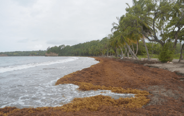 Seaweed on Goyave, Guadeloupe