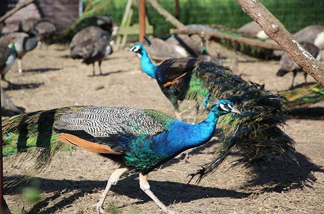 peacock 650