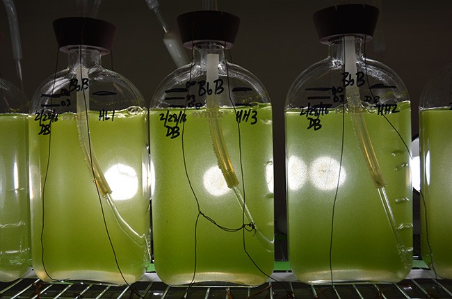 The genome of Botryococcus braunii, being studied for its potential for biofuel by Texas A&M AgriLife Research scientists in College Station, has been sequenced.