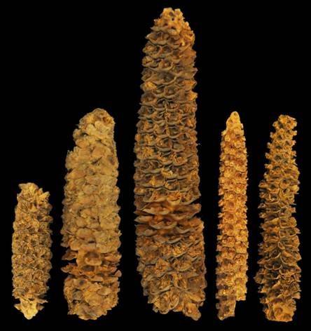 ancient corn