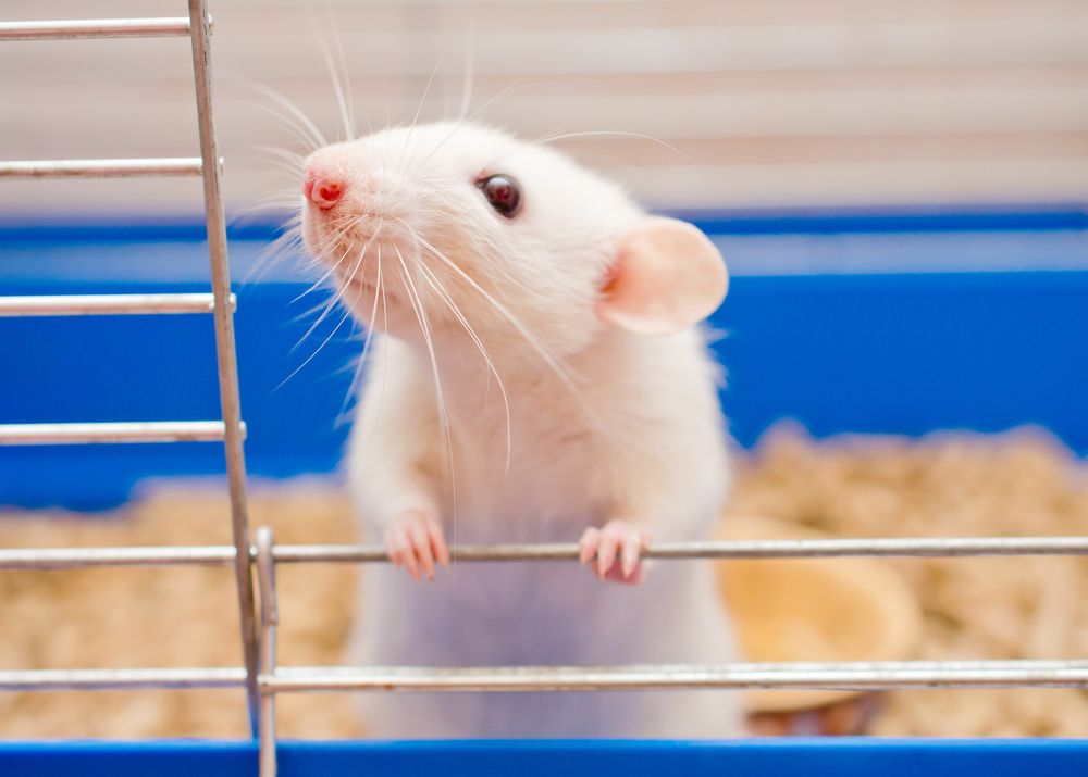 lab rat