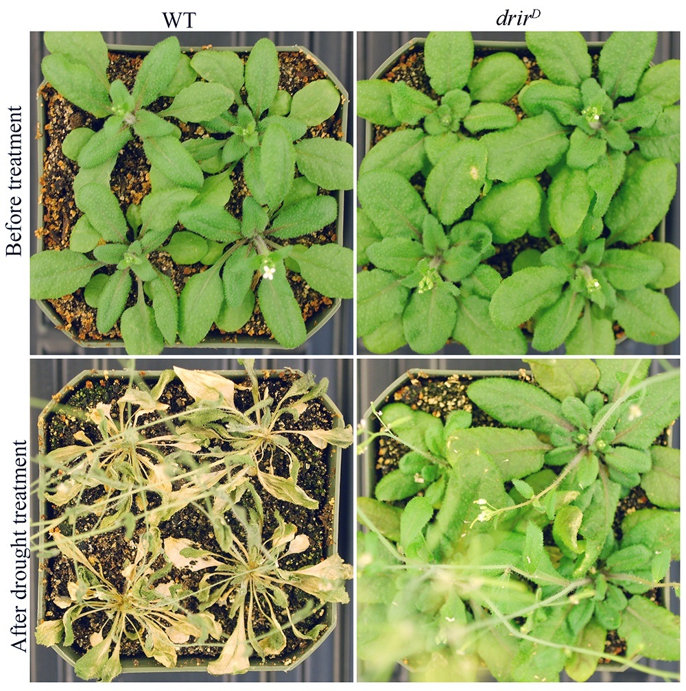liming-xiong-rna-study