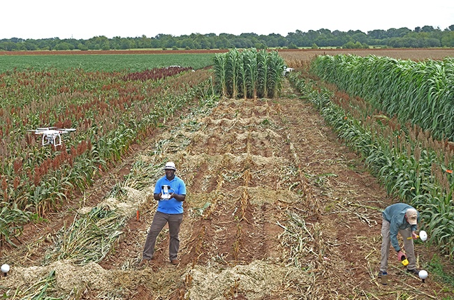 Dr. Lonesome Malambo flies a quad copter over a corn and sorghum research field. (Texas A&M AgriLife/Lonesome Malambo)