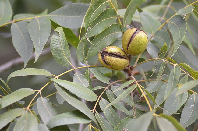 Pecans nuts are protected with shucks or husks while developing. Prior to maturity and harvest, the shucks split and eventually drop off. (Texas A&M AgriLife Communications)