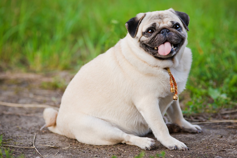 Chubby Pug