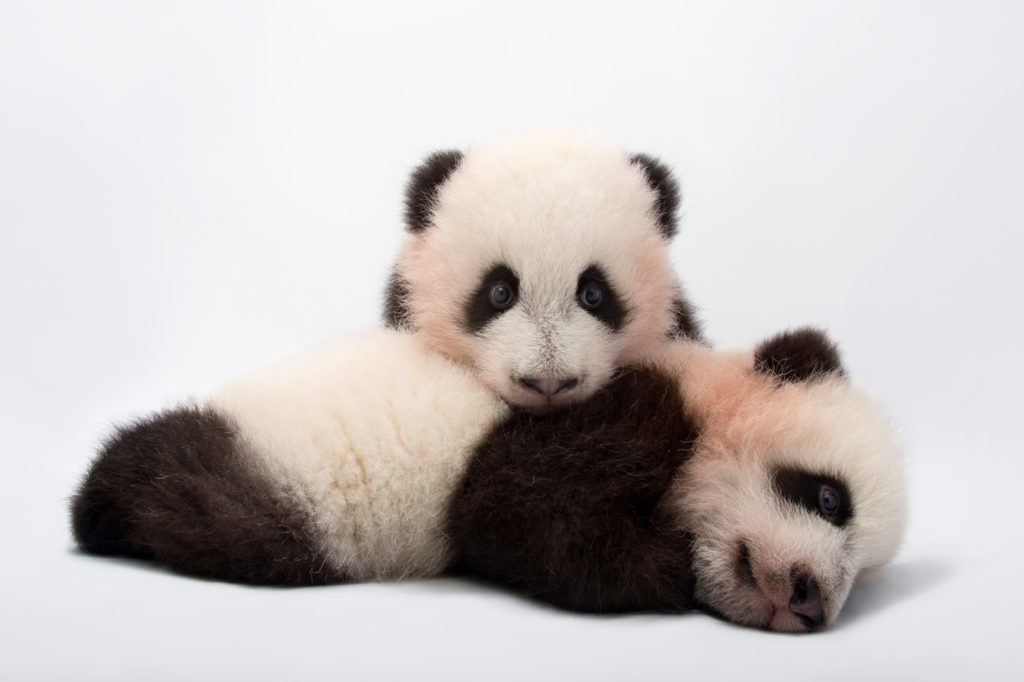  cuddlin' pandas