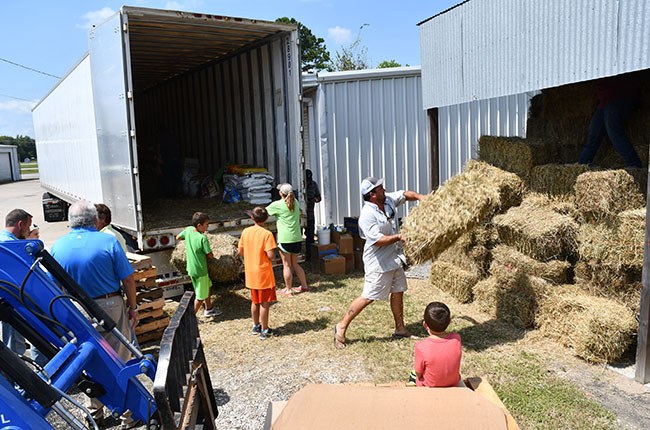 A truck of donated hay and other supplies from New Jersey is unloaded in Sour Lake, Texas. Hay and feed donations were valued at more than $1.3 million, according to Texas A&M AgriLife Extension economists. (Texas A&M AgriLife Extension Service/Blair Fannin)