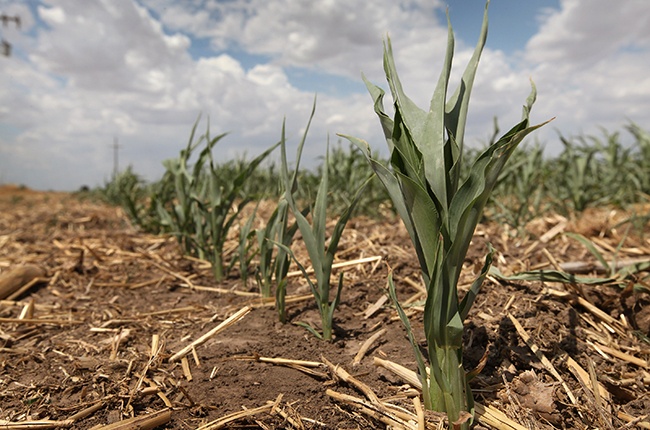 A corn crop failed to mature in a field July 28, 2011 near Perryton, Texas. A severe drought has caused most dry-land (non-irrigated) crops in the area to fail and forced farmers to abandon some fields in order to conserve their limited resources. The past nine months have been the driest in Texas since record keeping began in 1895, with 75% of the state classified as exceptional drought, the worst level. (Photo by Scott Olson/Getty Images)