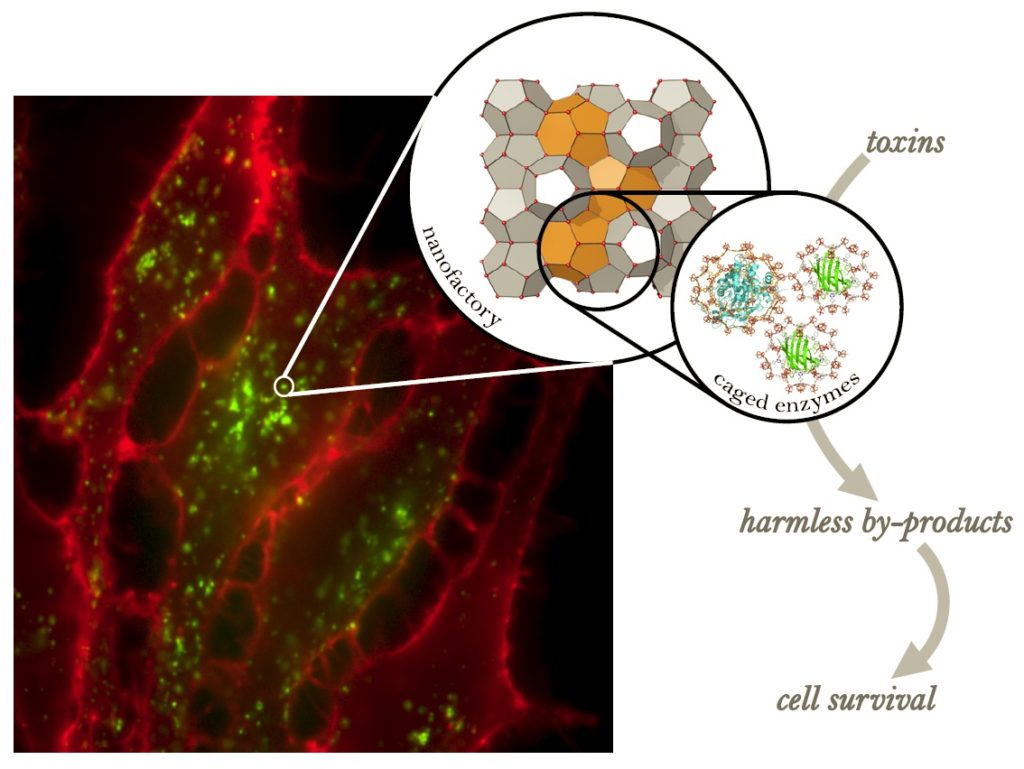 cell diagram