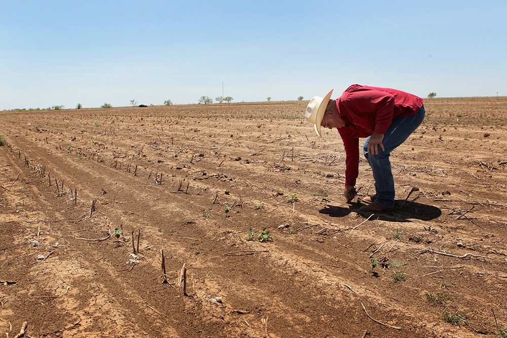 Jerry Gannaway looks over a field in which he planted cotton July 27, 2011 near Hermleigh, Texas. Gannaway is among the majority of dry-land (non-irrigated fields) cotton growers in Texas whose crops have failed because of a severe drought in the region. The cotton in his filed should be about knee-high by now, yet most has not broken through the soil. The past nine months have been the driest in Texas since record keeping began in 1895, with 75% of the state classified as "exceptional drought", the highest classification. (Photo by Scott Olson/Getty Images)