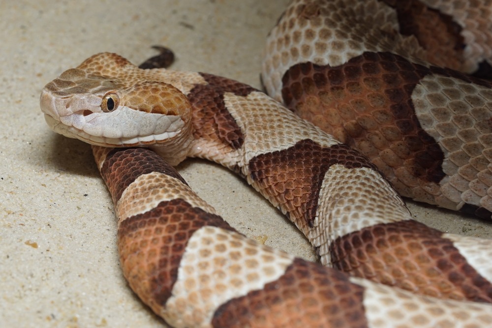 copperhead snake