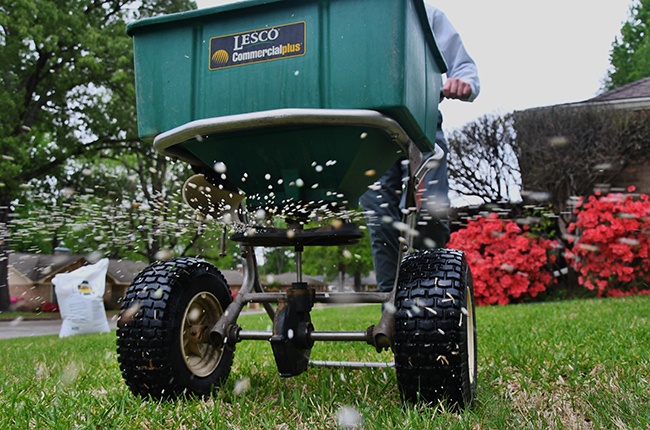 Kenneth Blanton, of Wilhite Landscaping and Lawn Care in Tyler, distributes fertilizer on a lawn. Slow-release nitrogen-rich fertilizer should be applied every four to six weeks through August to feed grass. (Texas A&M AgriLife Extension Service photo by Adam Russell)