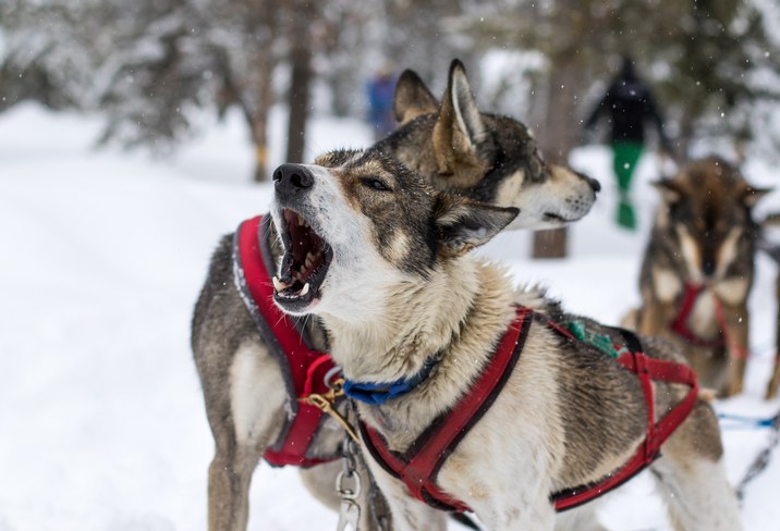 dogsled dogs in mushing harnesses howling