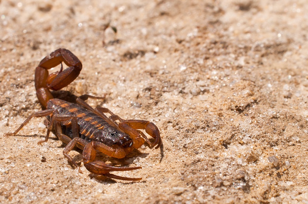 A close up of a Striped Bark Scorpion. (Getty Images)