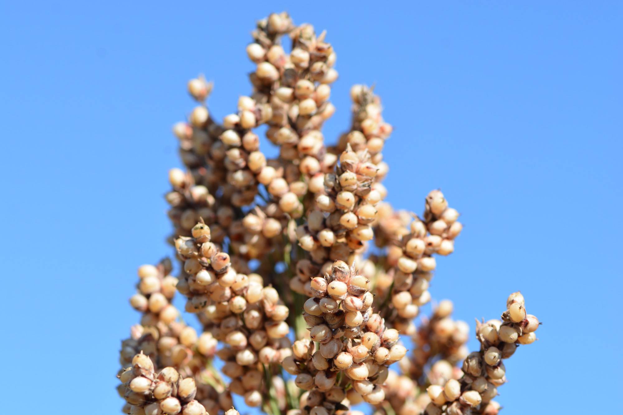 The sorghum berries provide a nutritious alternative for people. (Kay Ledbetter/Texas A&M AgriLife)