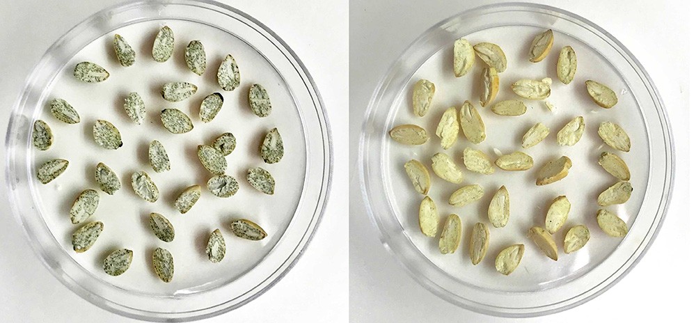 Seeds containing gossypol (left) have glands showing up as black specs. The specs in the Ultra-Low Gossypol Cottonseeds (right) are still there, but are much lighter, reflecting the very low levels of gossypol